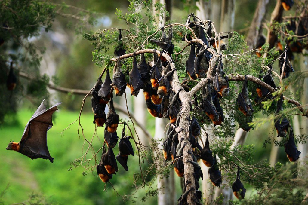 A flying fox colony. A flying fox colony.